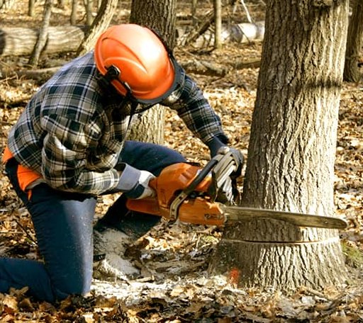 Tree Removal in Baskerville, VA